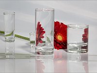 Fiori (4)